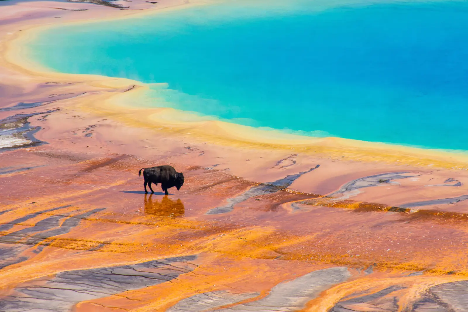 A bison is positioned in the midst of a bright, colorful pool, creating a striking contrast with its surroundings