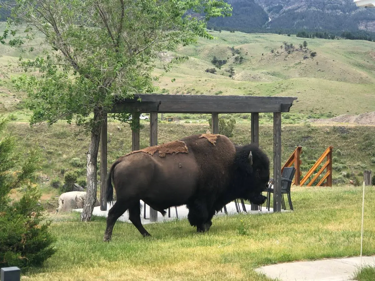 A bison stands in the grass beside a rustic wooden structure, showcasing the beauty of nature and wildlife.